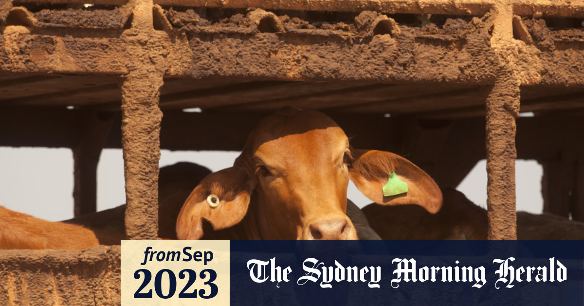 Live cattle exports Indonesia lifts lumpy skin ban on Australian cattle